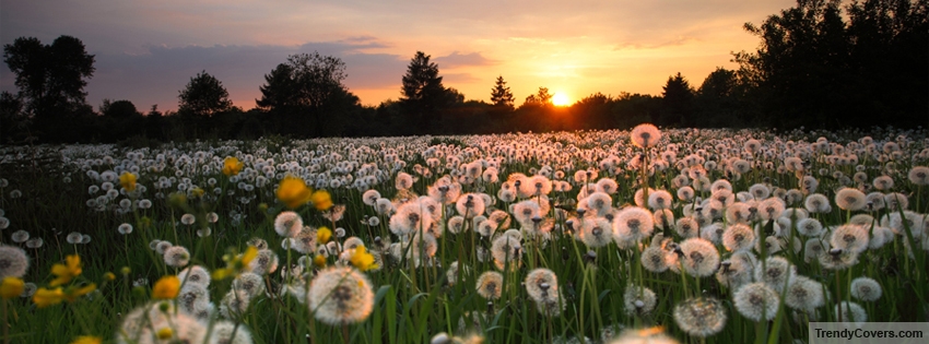 Spring Season Flowers Facebook Cover