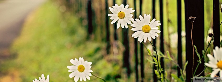 Flowers Chamomile Fence Facebook Cover