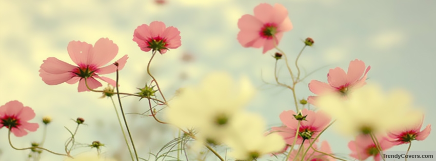 Flower Facebook Covers For Timeline - TrendyCovers.com