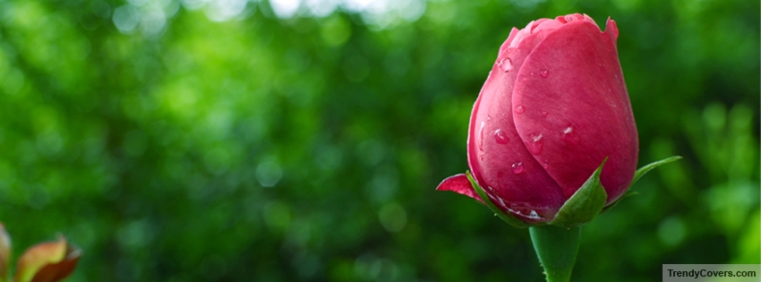 Pink Rose Flower Facebook Cover