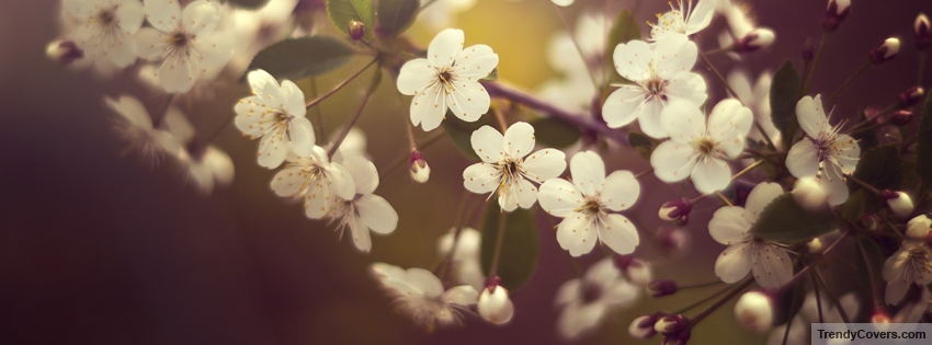 Springtime Flowers Facebook Cover