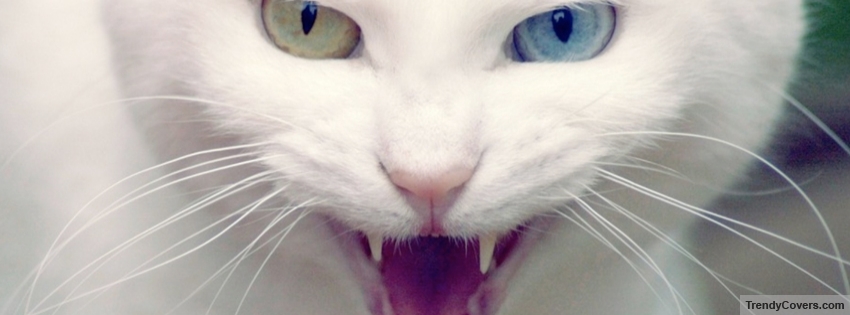 Angry Cat facebook cover