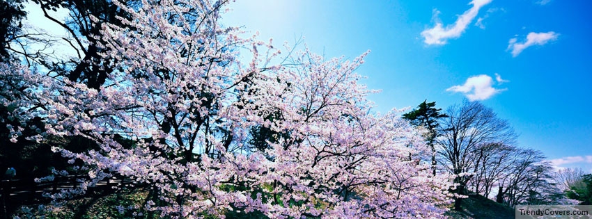 Cherry Blossom Trees Facebook Cover