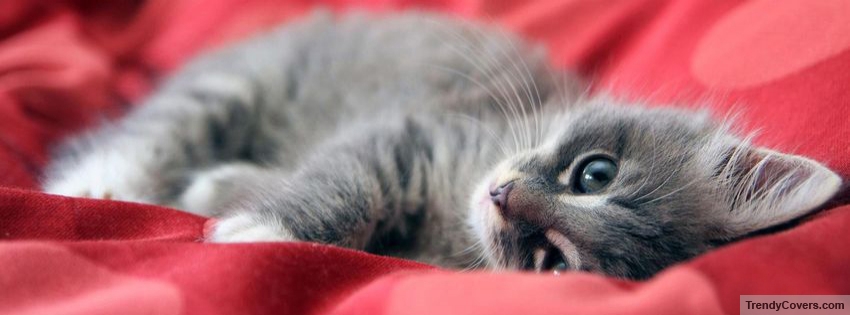 Cute Cat Facebook Cover