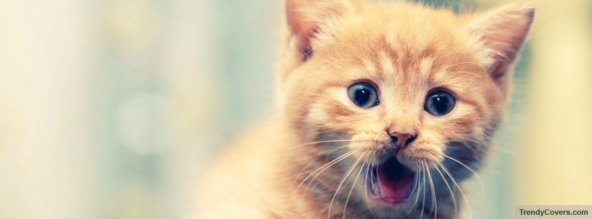 Cute Kitty facebook cover