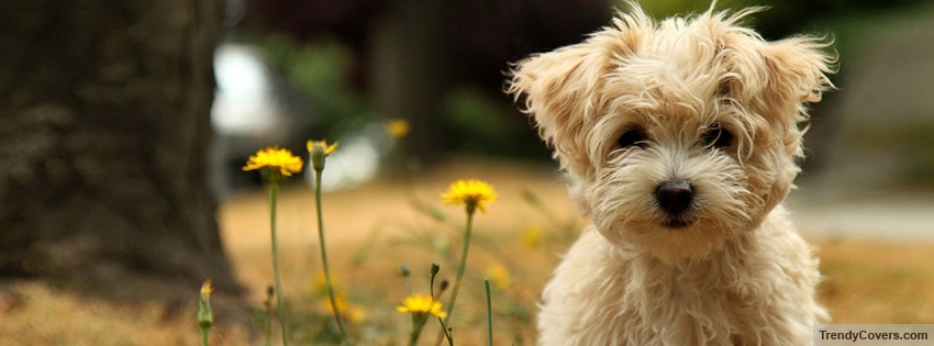 Cute Puppy Facebook Cover