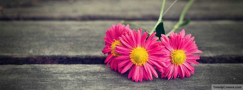 Pink Flowers Facebook Cover