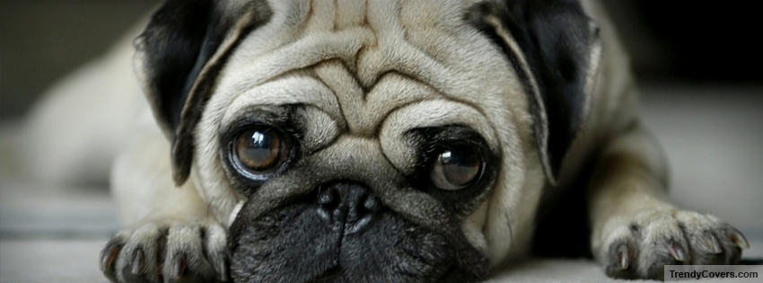 Pug Facebook Cover