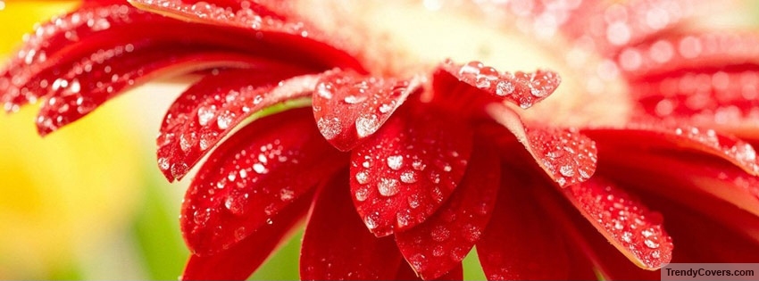 Red Flower facebook cover