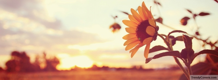 Sunflower Facebook Cover